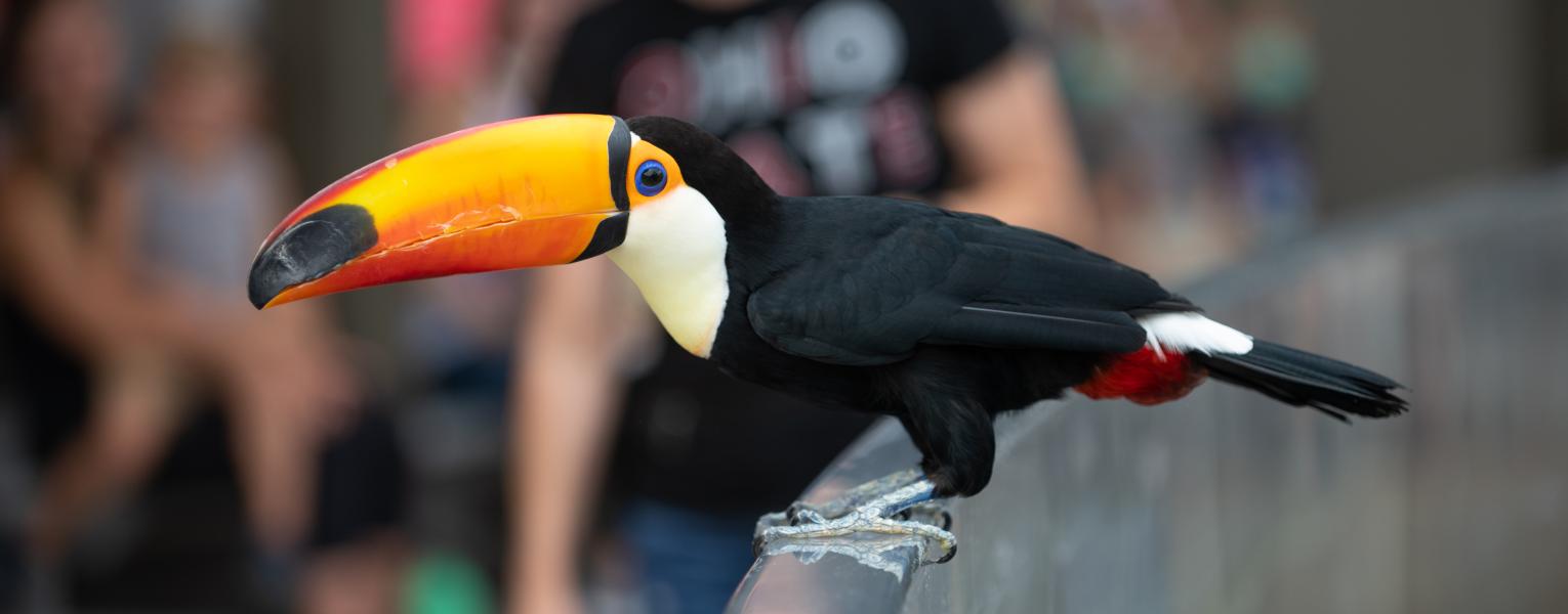 Tucan