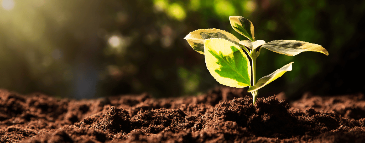 budding plant in ground