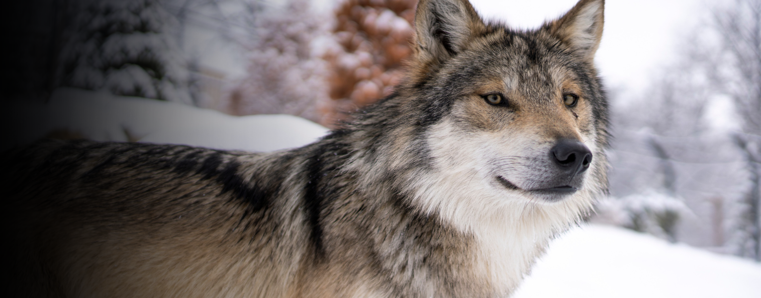 Mexican wolf in the snow