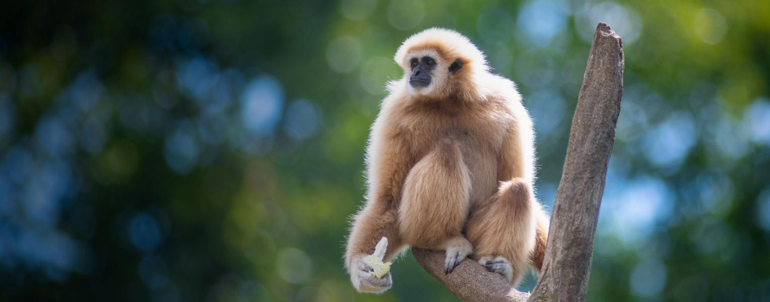 White-handed Gibbon