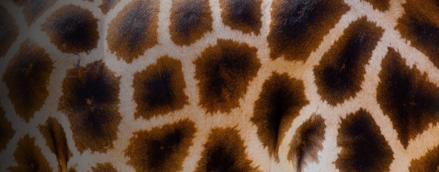 giraffe print