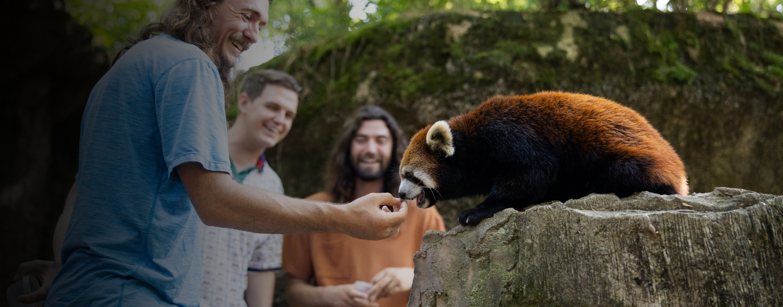 red panda being fed by zoo guest