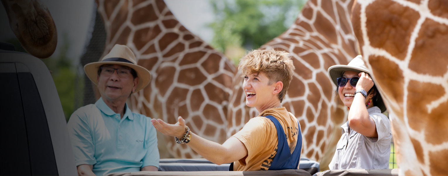 giraffe experience at zoo