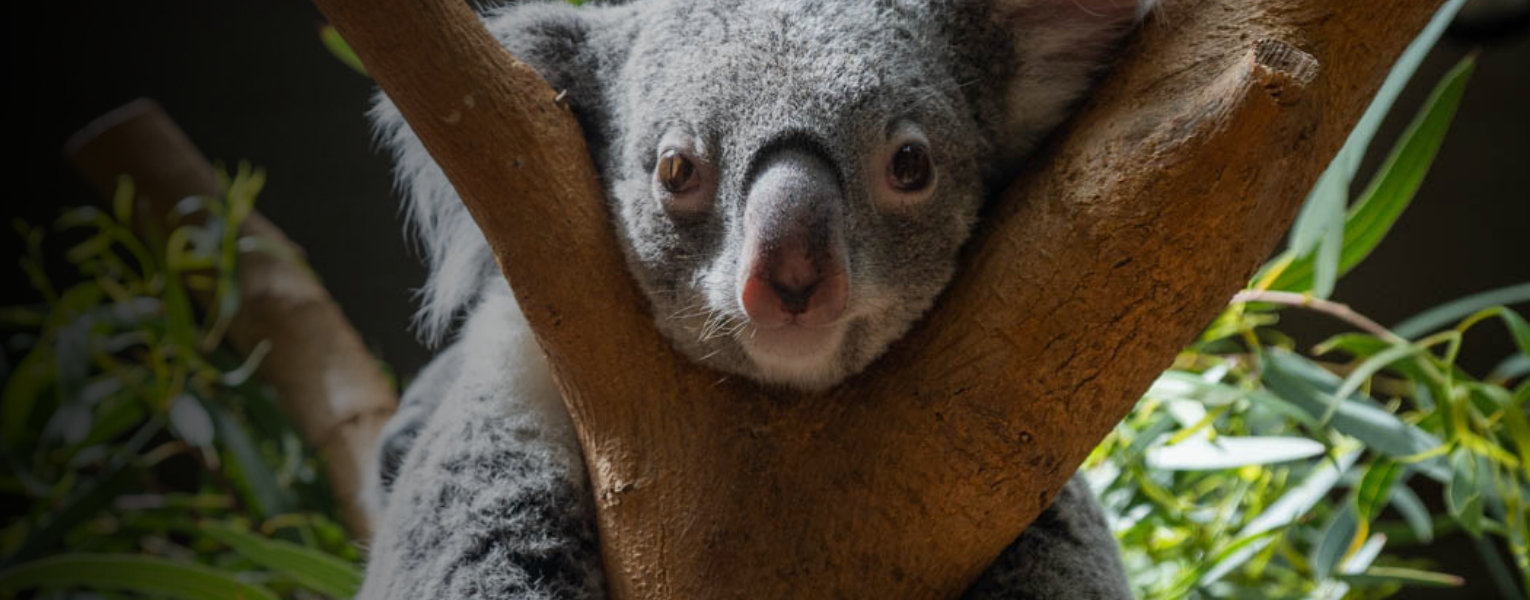 koala in tree