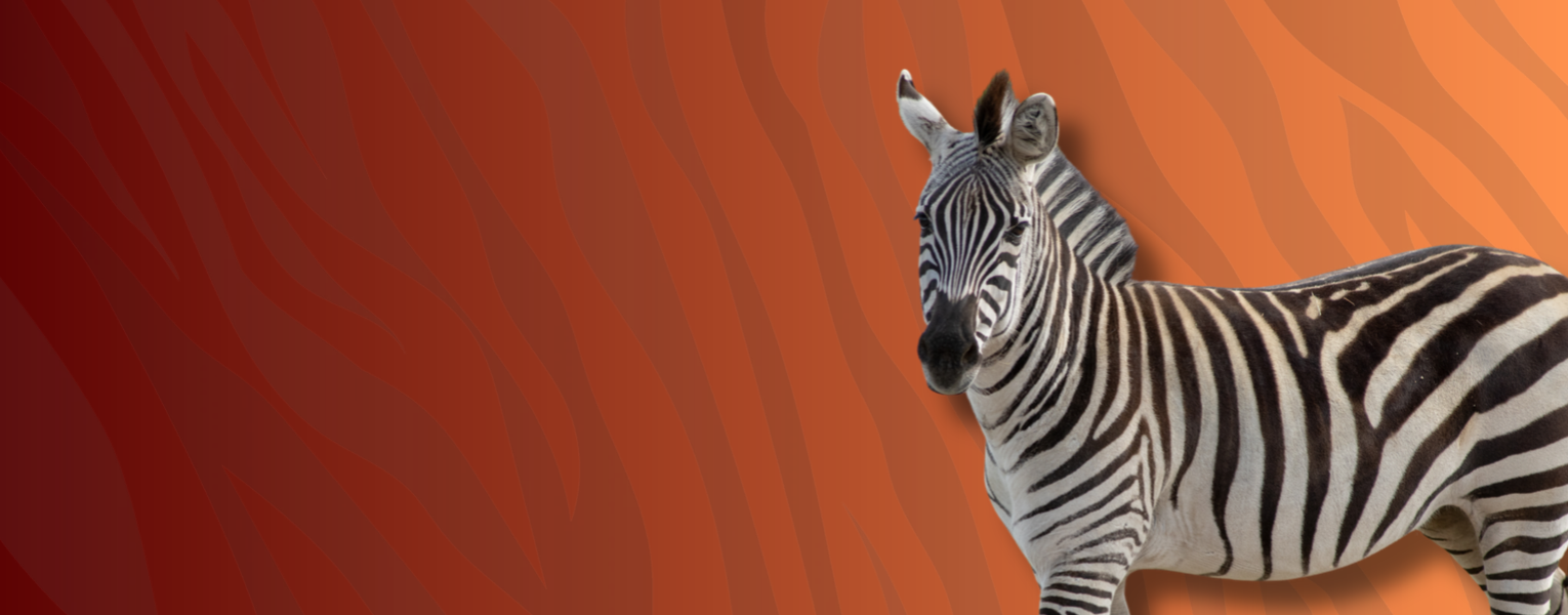zebra graphic