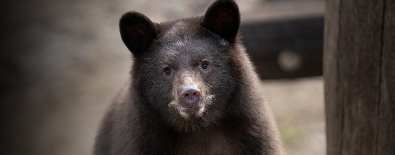 black bear, Ursula