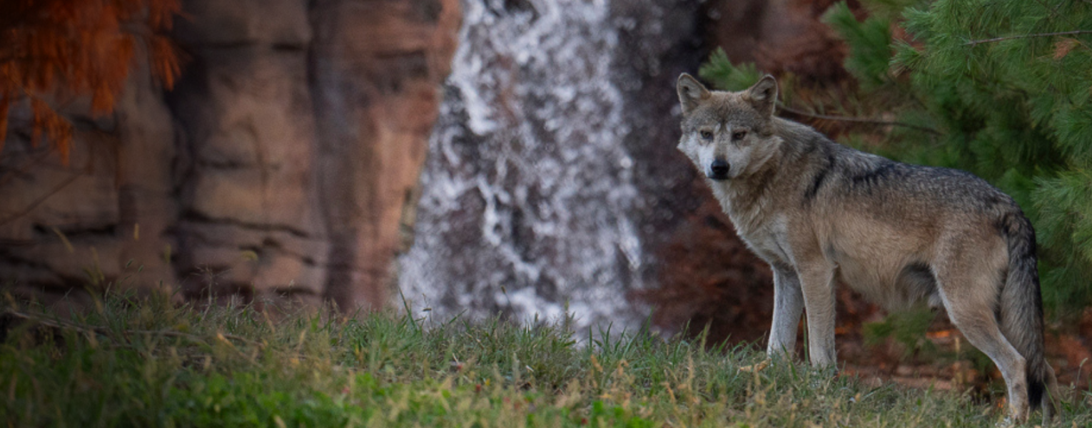 mexican wolf