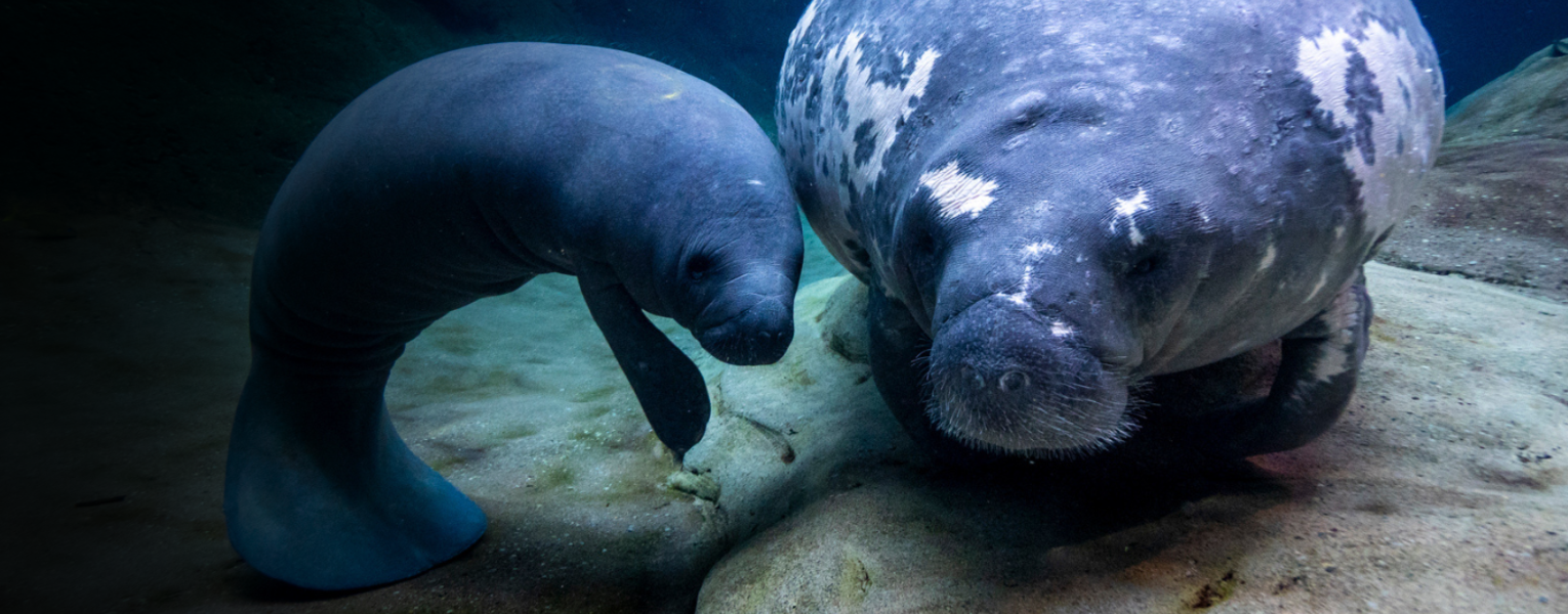 manatee habitat tour