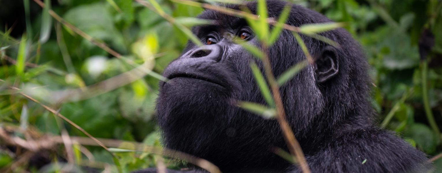 mountain gorilla