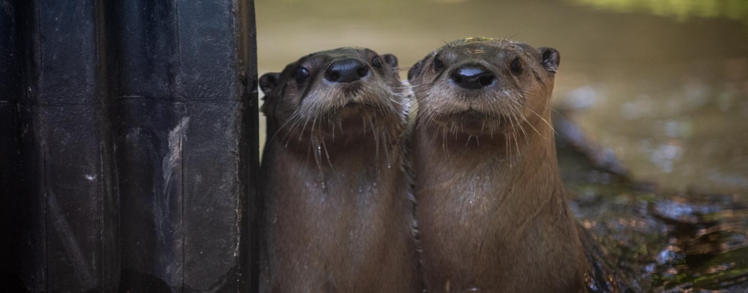 river otters