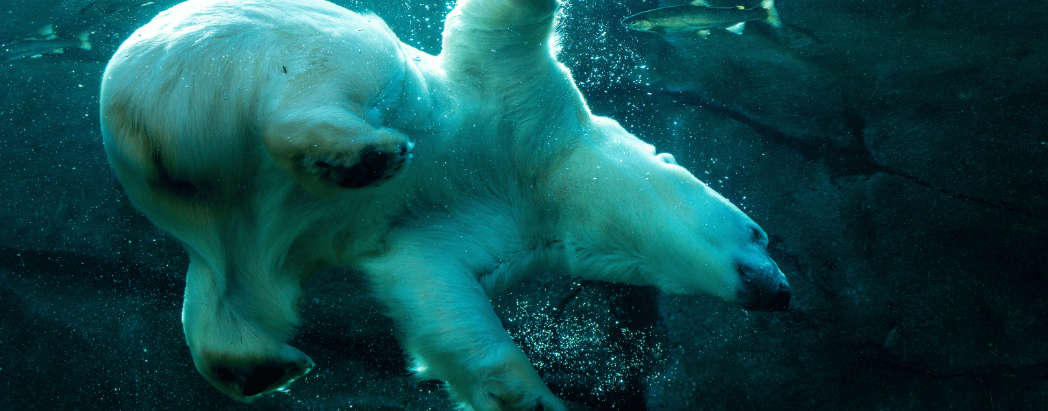 polar bear in water