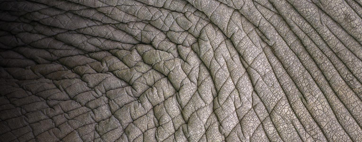 elephant close up