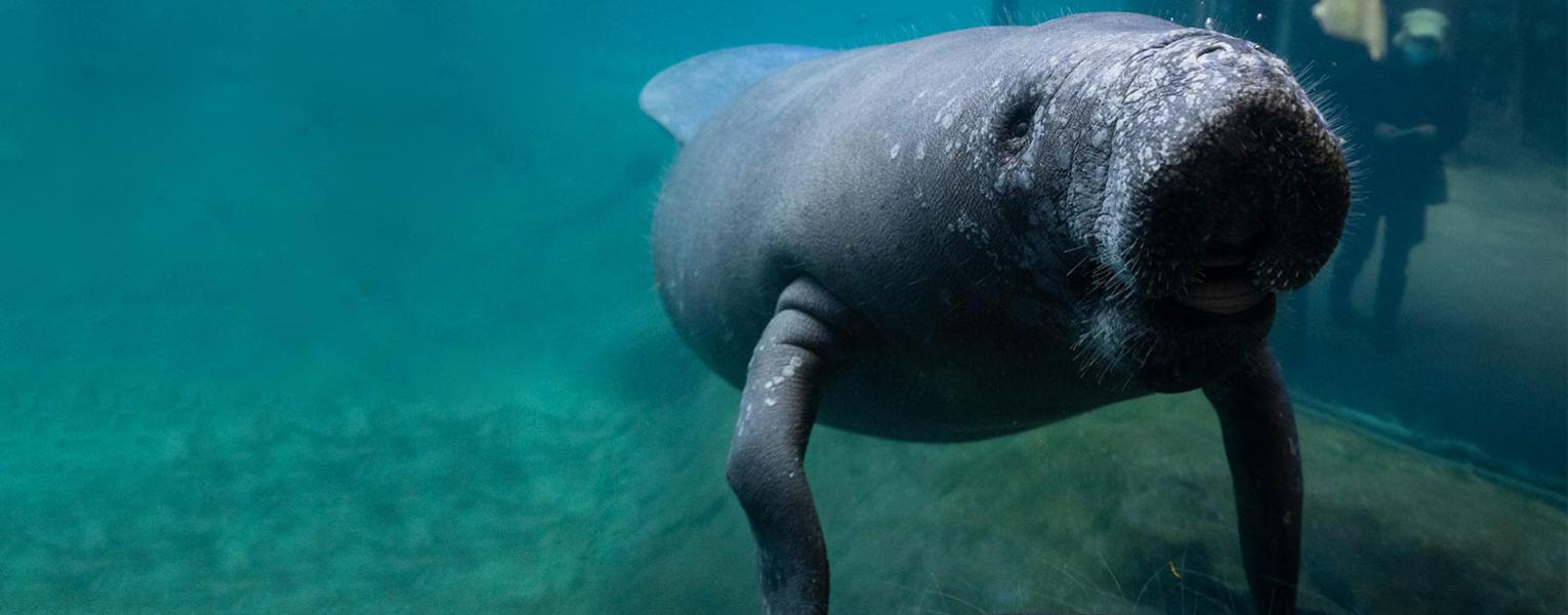 Manatee