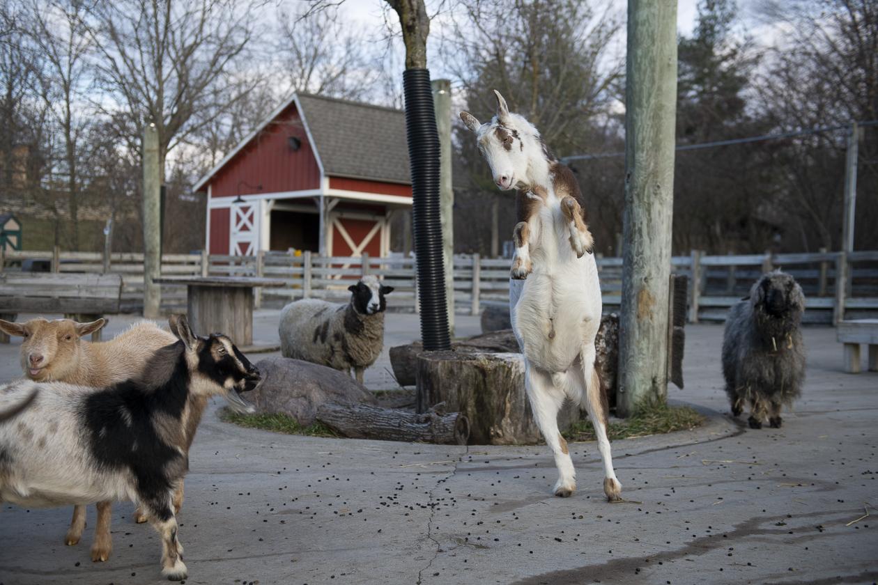 Columbus Zoo | North America Trek