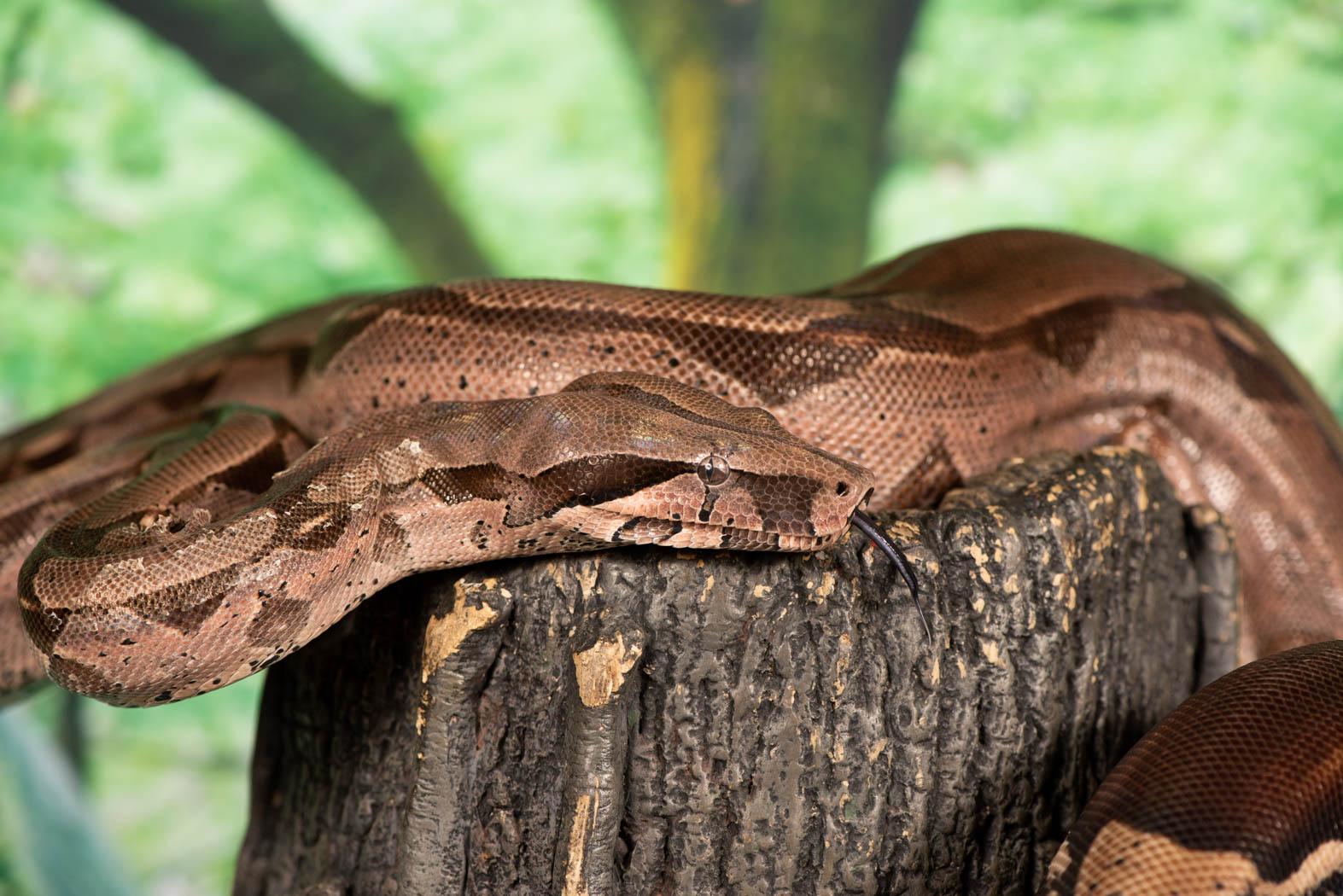 Red-tailed Boa Constrictor - Elmwood Park Zoo