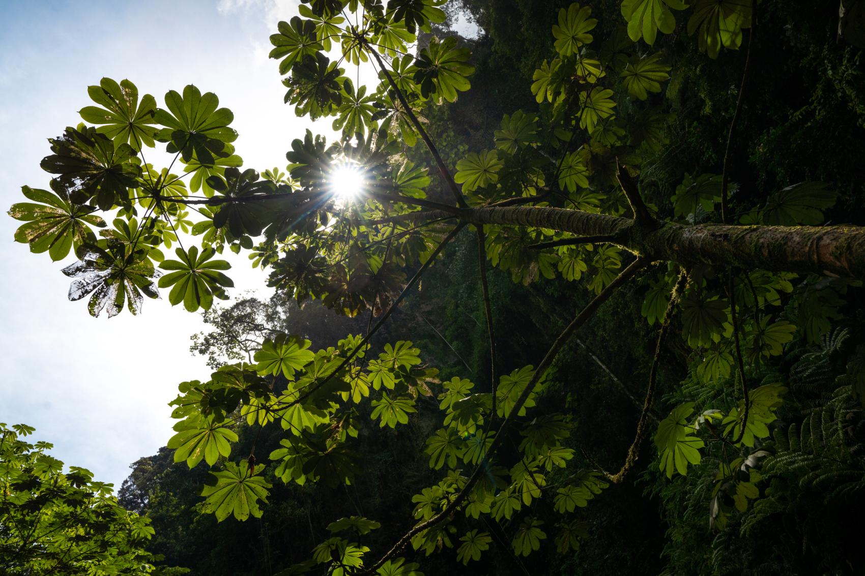 Through The Lens: A Columbus Zoo Photographer's Journey To Rwanda ...