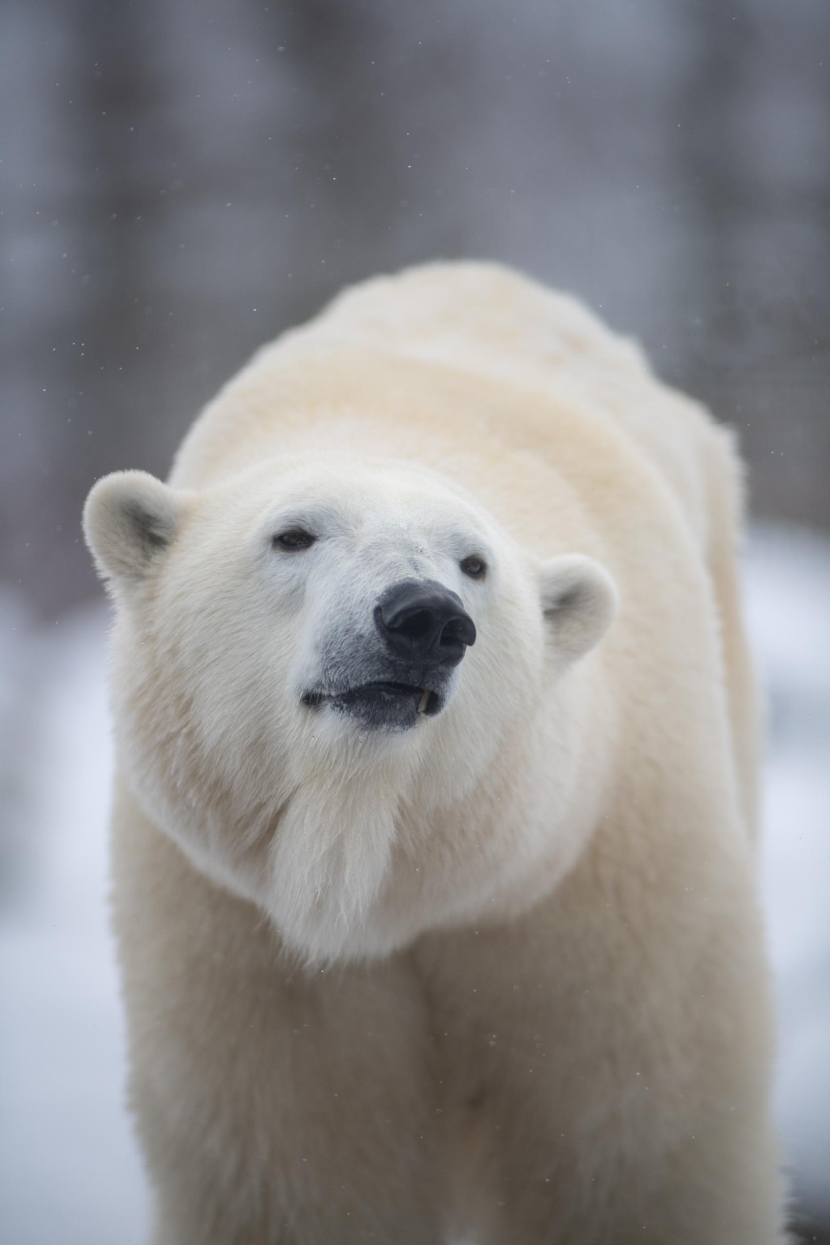 Polar Bears International  Columbus Zoo and Aquarium