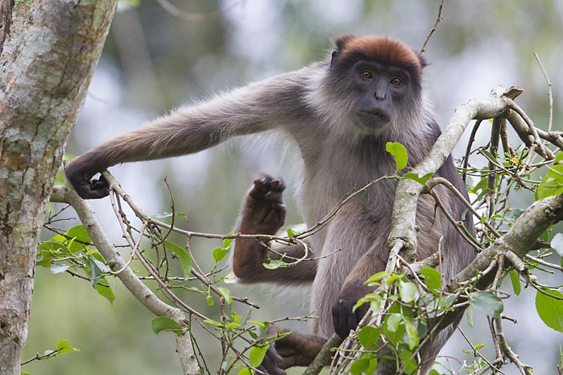 Colobus Monkey African Wildlife Foundation