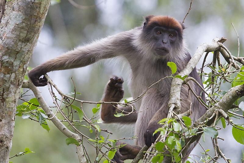 Colobus Monkey  African Wildlife Foundation