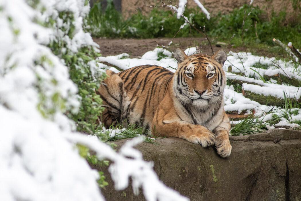 Amur Tiger  Columbus Zoo and Aquarium