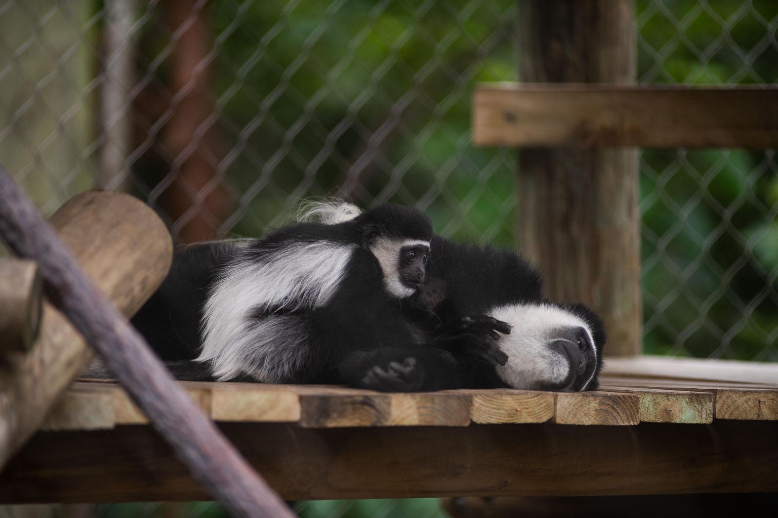 Colobus Monkey African Wildlife Foundation