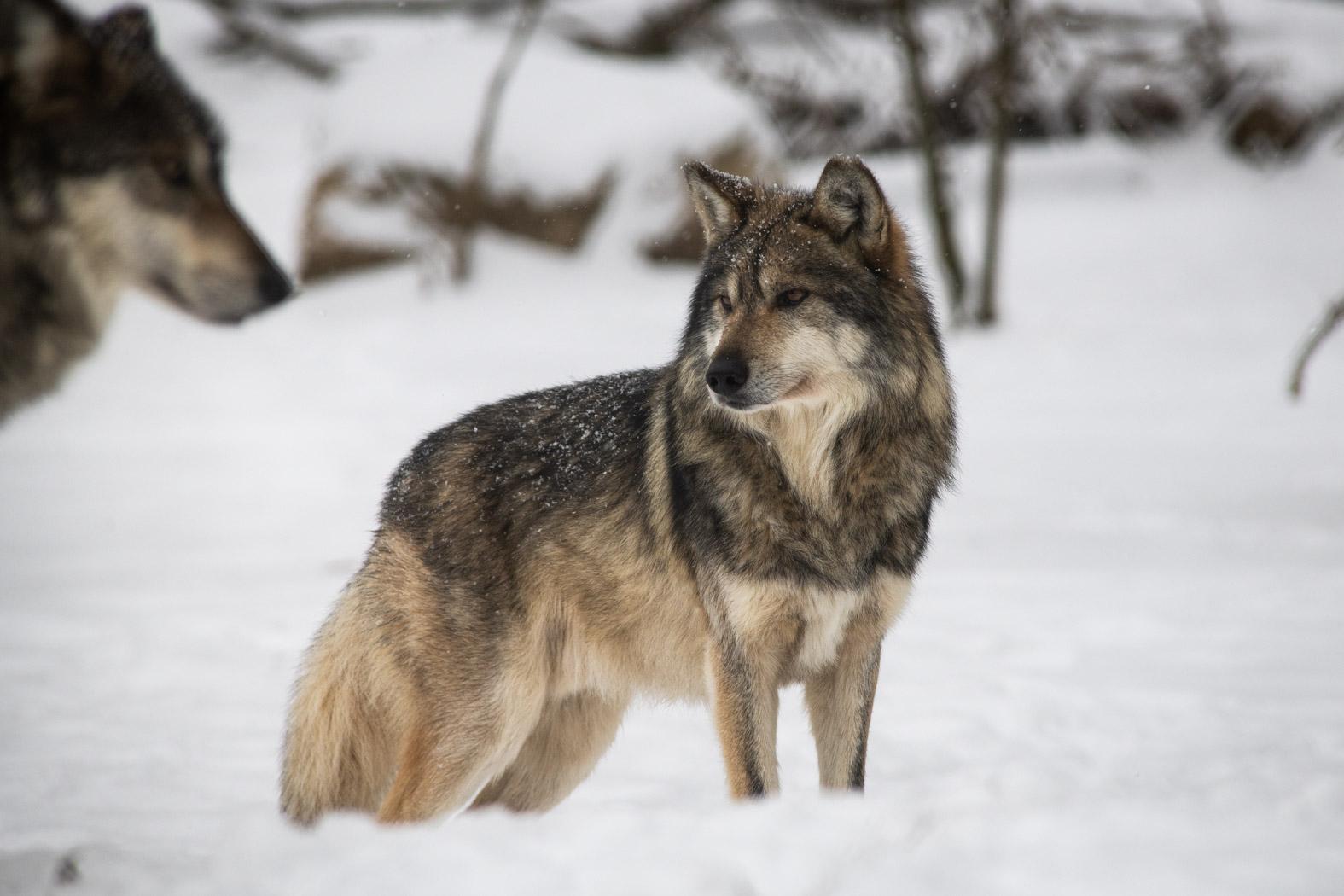 Where Do Zoo Animals Go in the Winter? They’re Closer Than You May ...