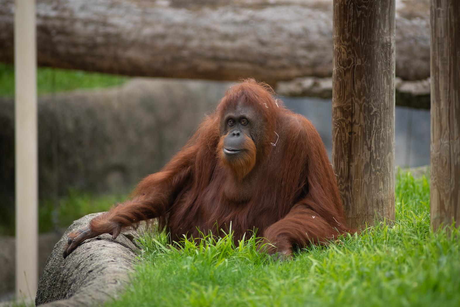 Orangutan at Germany's Allwetter Zoo cleans the windows