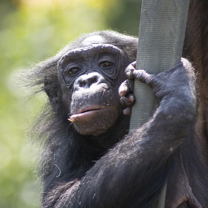 Meet the Bonobos at the Columbus Zoo! | Columbus Zoo and Aquarium