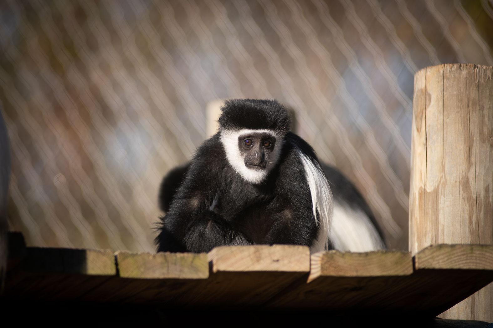 Colobus Monkey African Wildlife Foundation