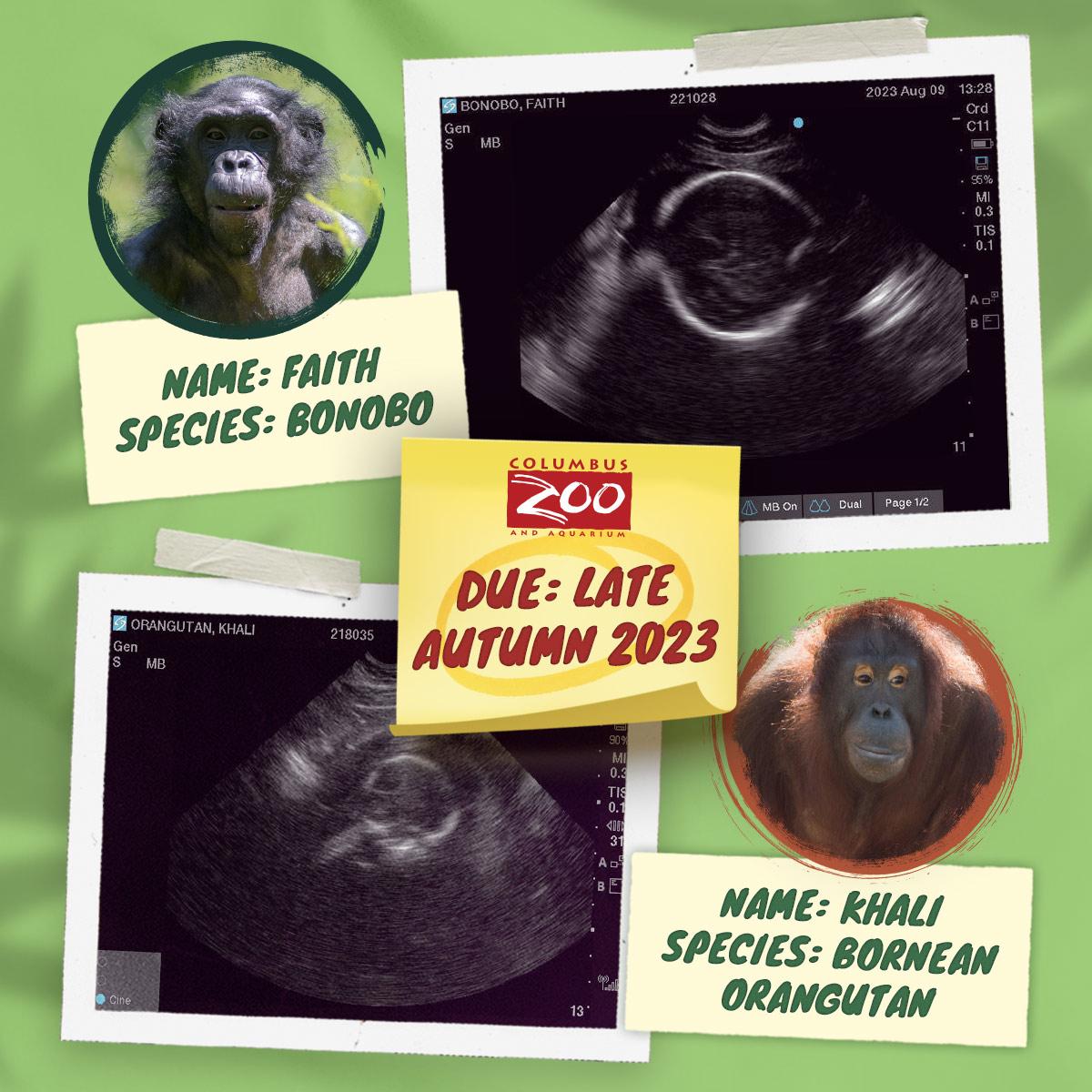 Two Endangered Great Apes Expecting Babies This Fall at the Columbus Zoo  and Aquarium | Columbus Zoo and Aquarium