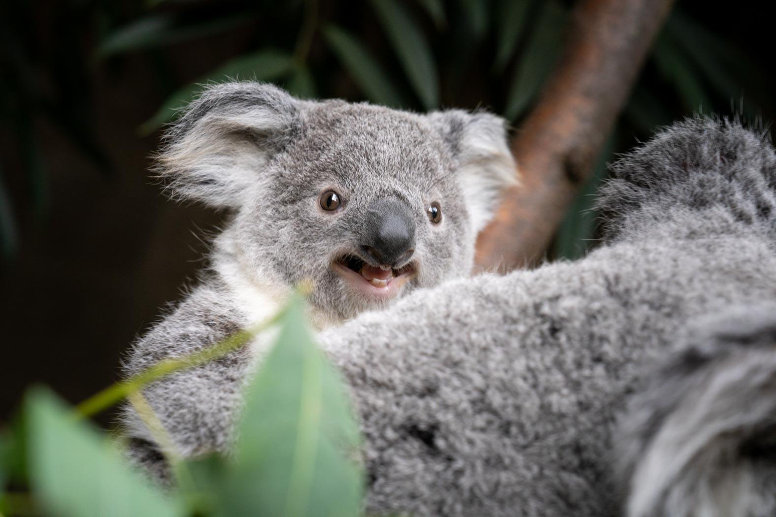 Baby Koalas In Trees