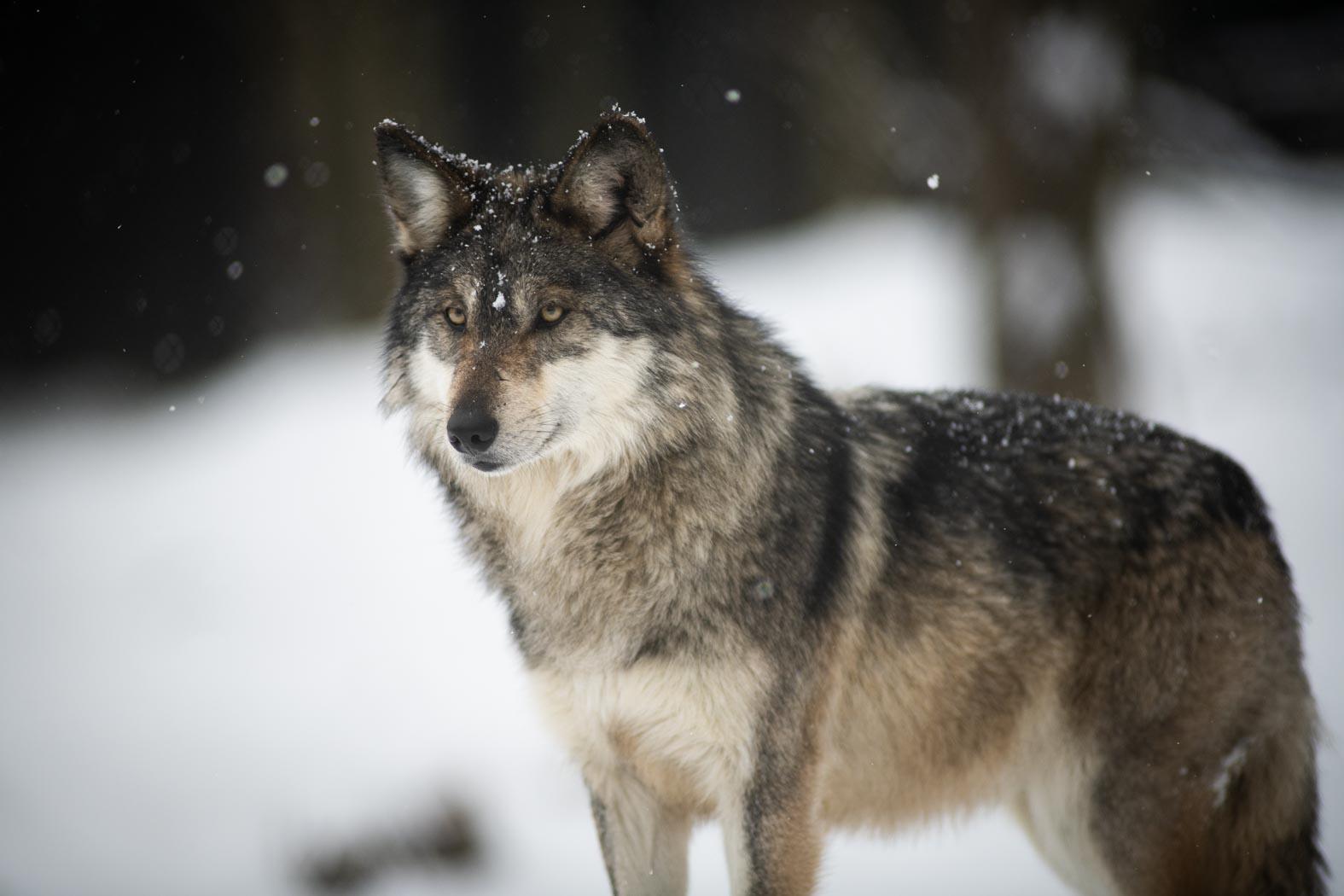 Wolves