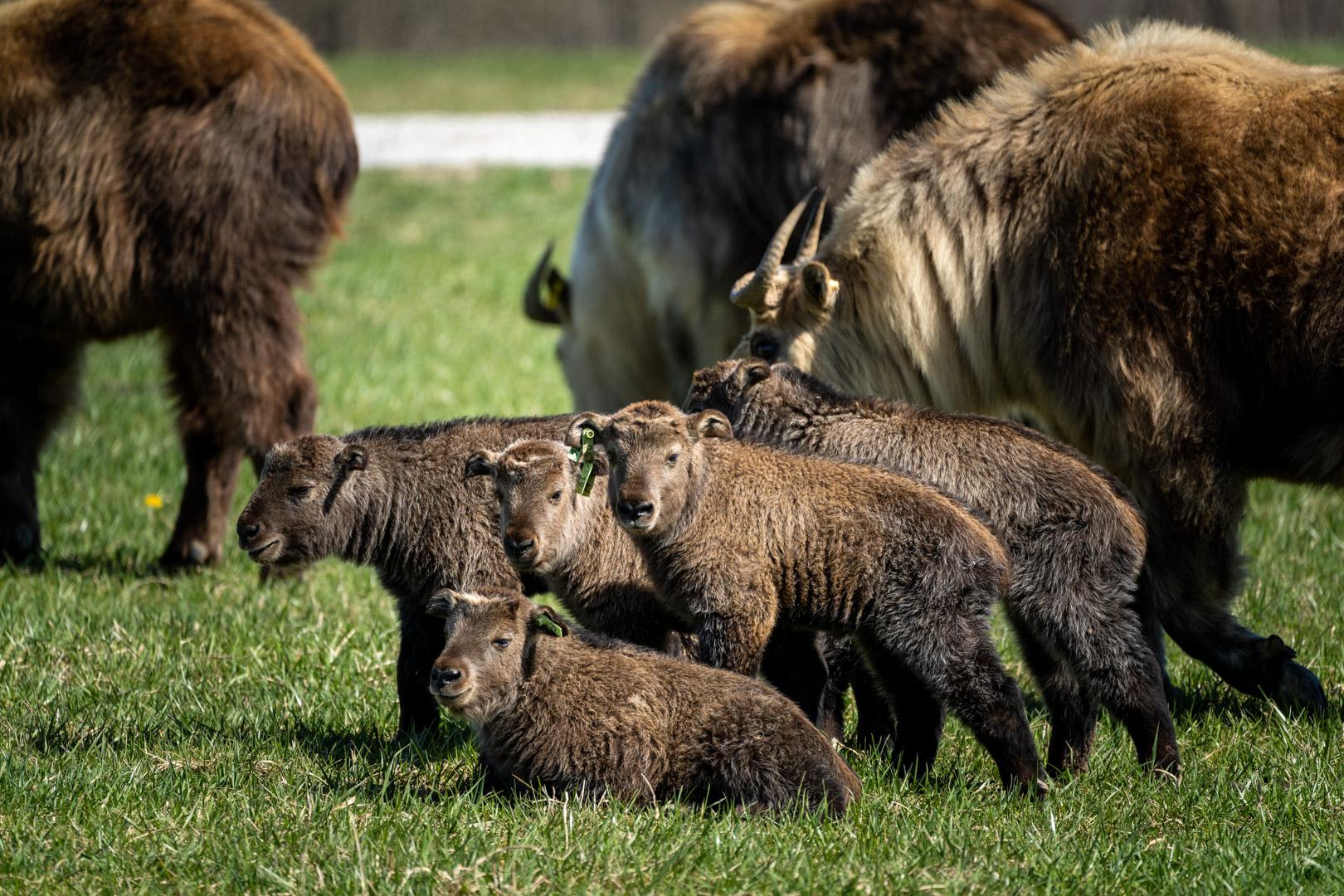 Animals The Wilds