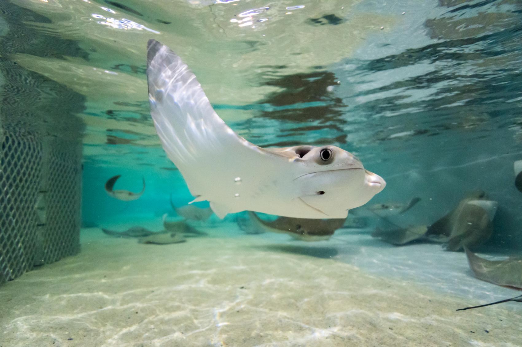 Stingray Feeding Experience | Columbus Zoo & Aquarium Stingray Feeding Experience | Columbus Zoo & Aquarium