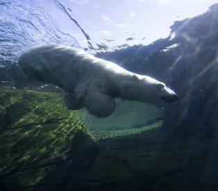 polar bear underwater at Columbus Zoo