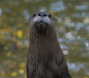 river otter