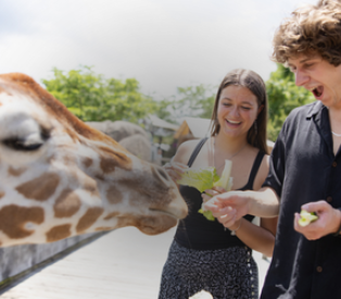 people feeding giraffe at the Columbus Zoo